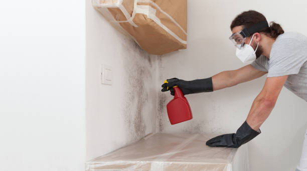 Professional Attic Mold Removal technician working in Lawrenceville, IL
