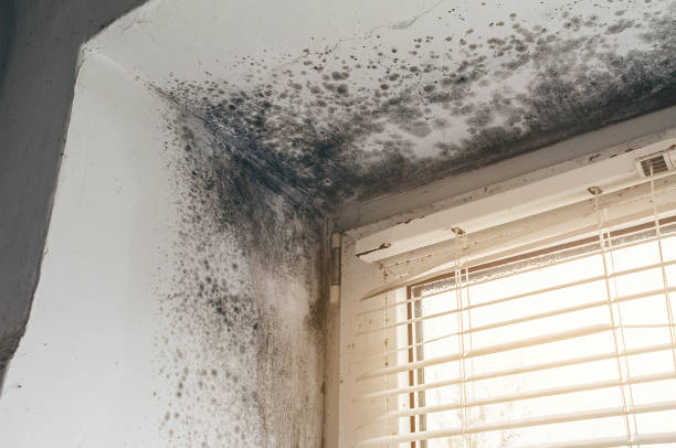 Affordable Attic Mold Removal solutions in Lawrenceville, IL
