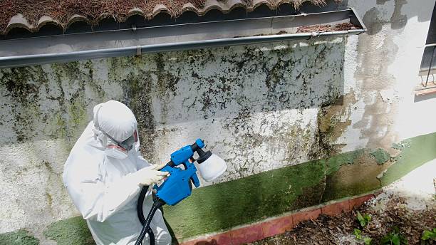 Top rated local Attic Mold Removal specialists in Lawrenceville, IL